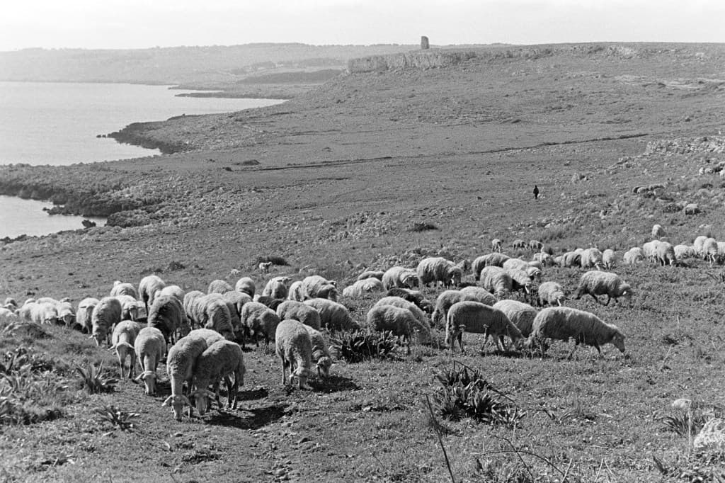 Caffè — Filiera Café